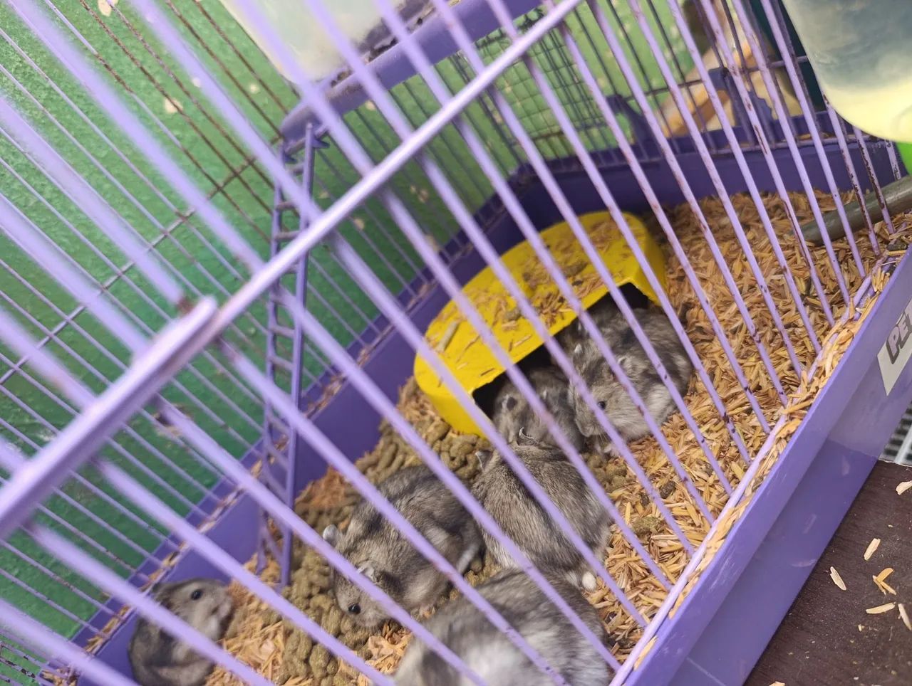 Hamster Anão Russo  - Foto 3