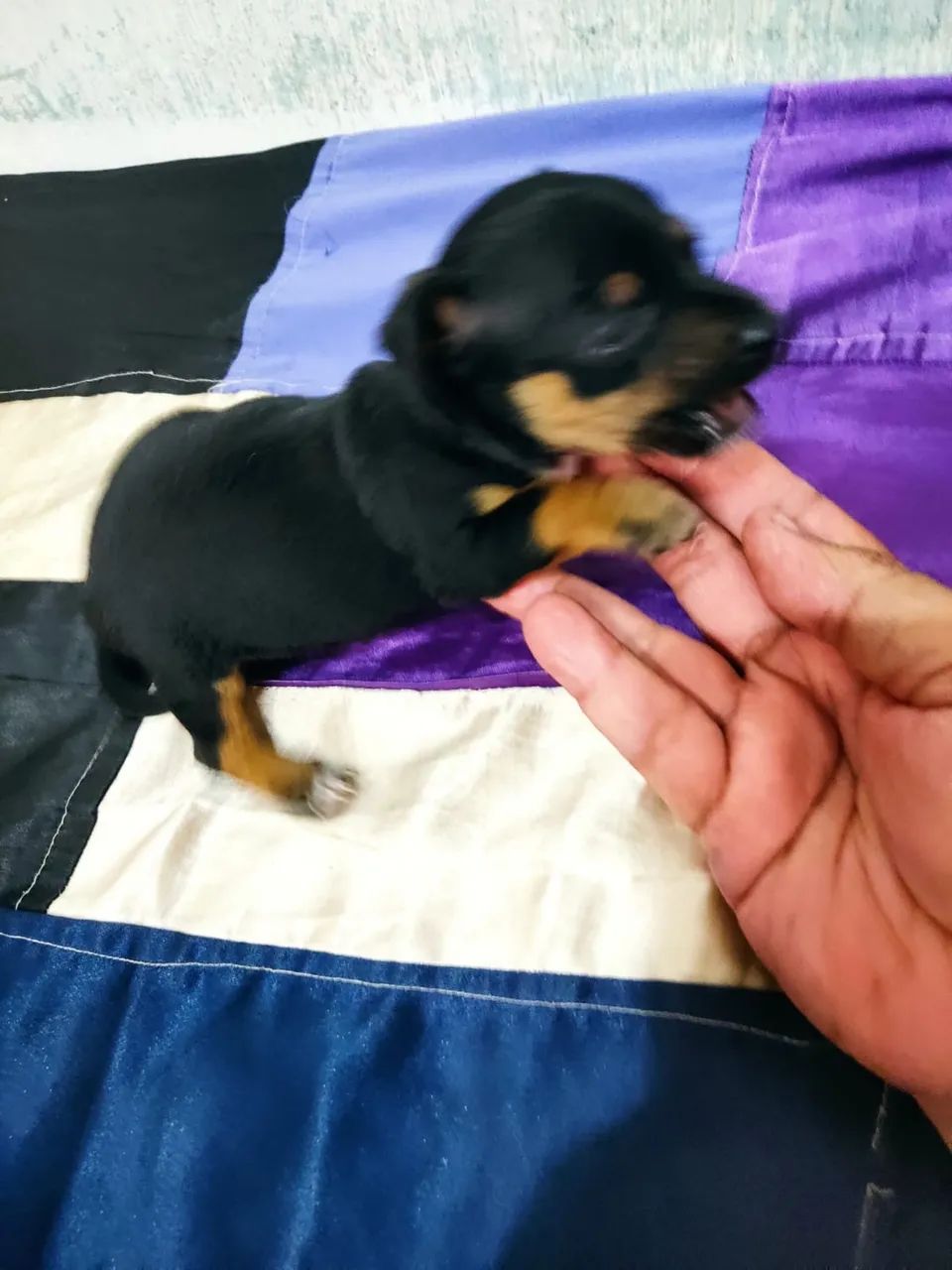 Vendo Pincher macho 