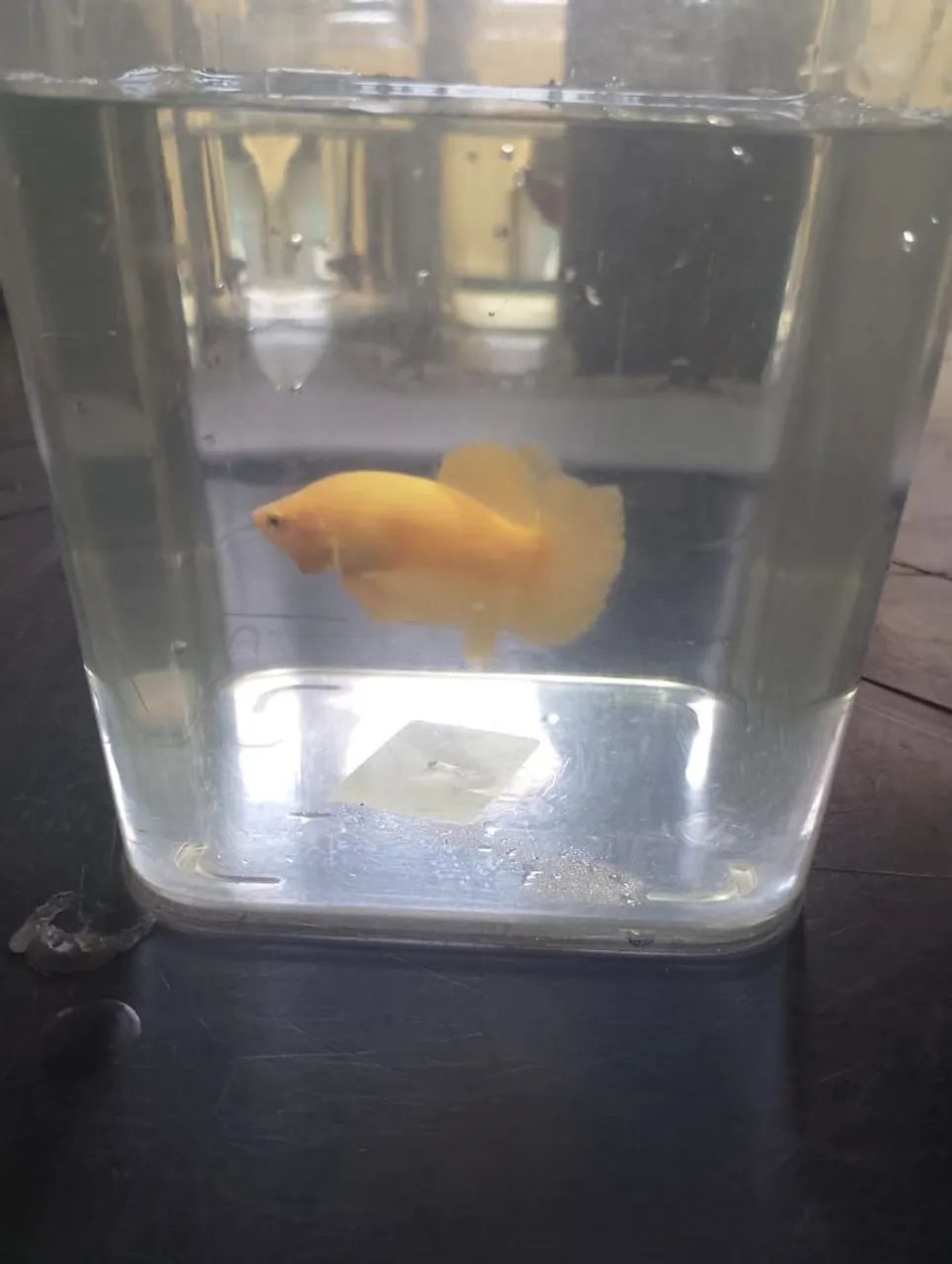 betta YS - Foto 4