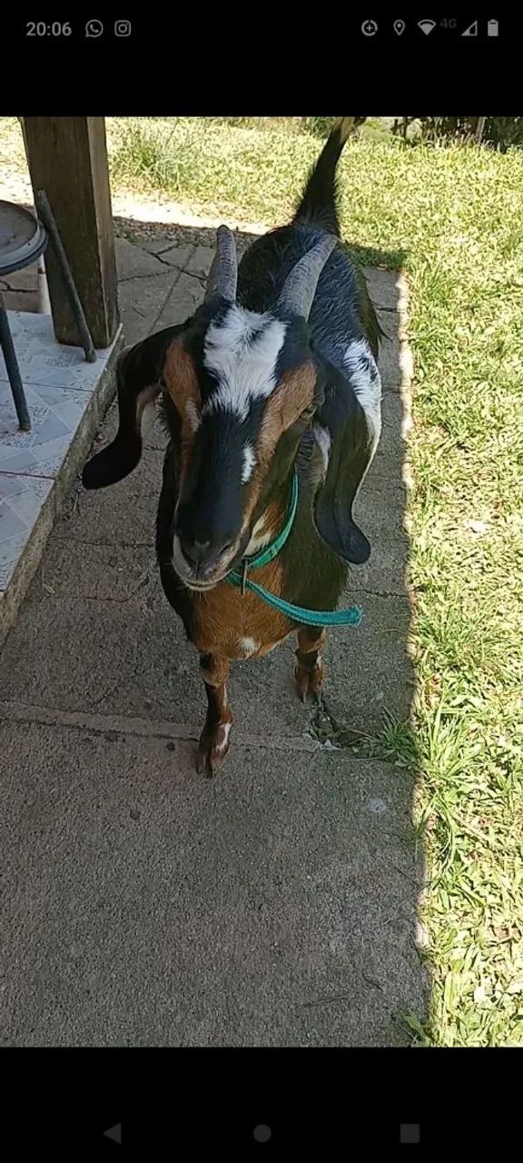Vendo cabra 