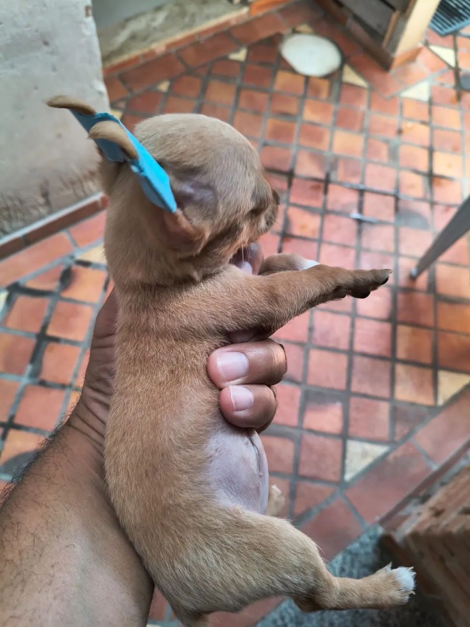 Pinscher 