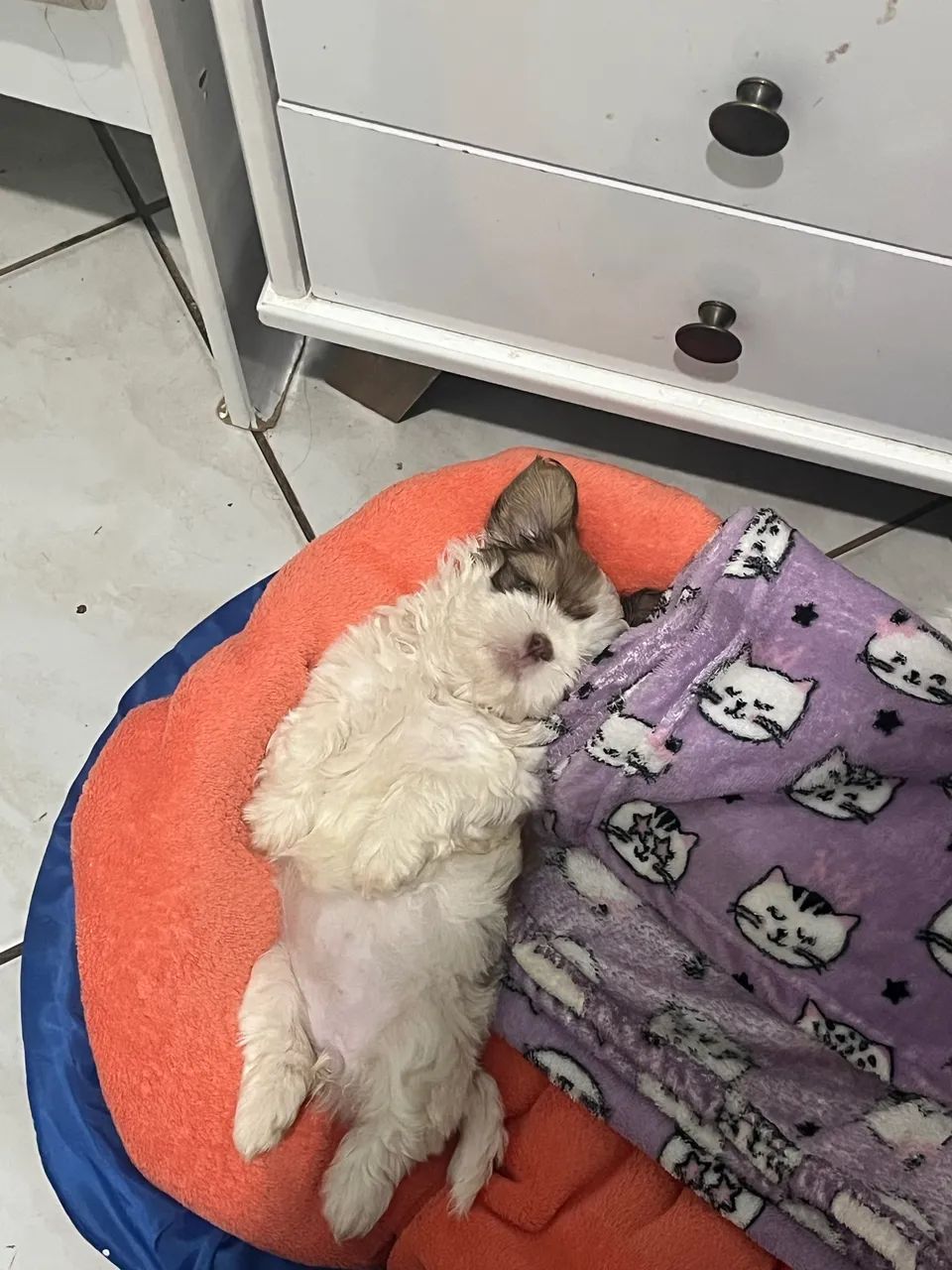 Shih-tzu - Foto 4