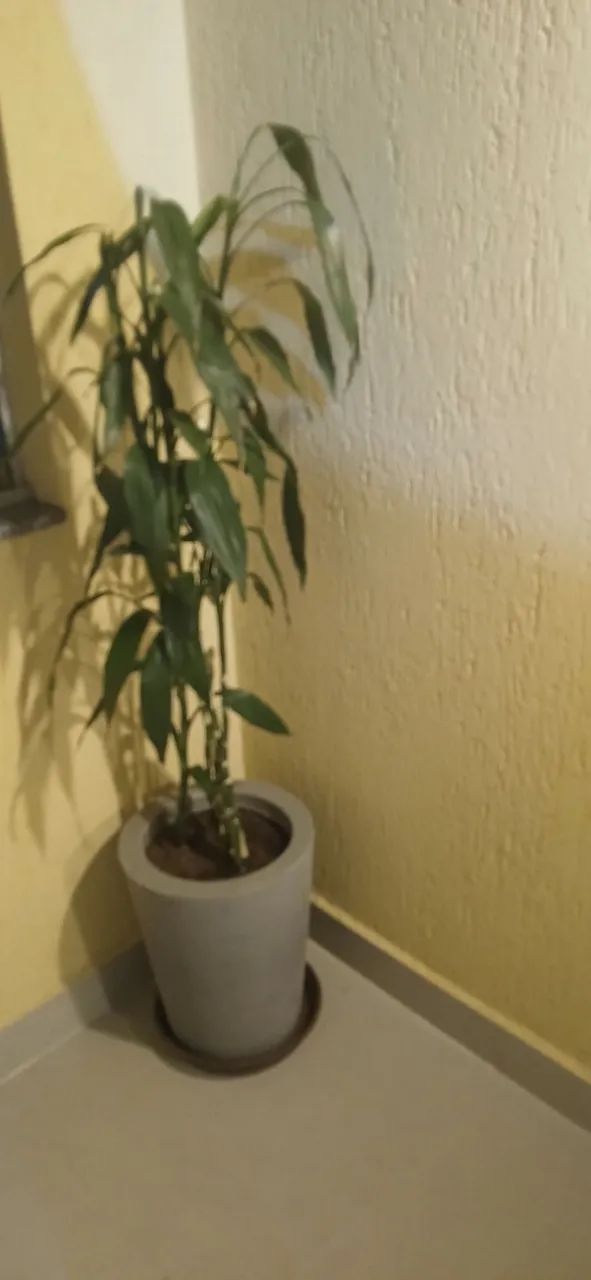 Plantas  decoração  - Foto 3