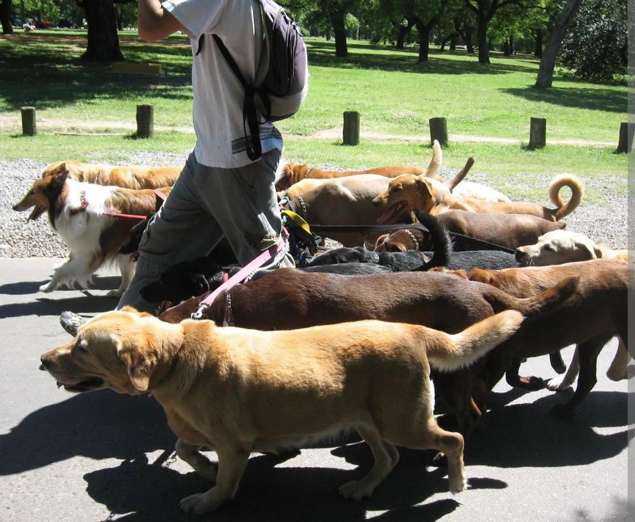 Passeador de cães  - Foto 2