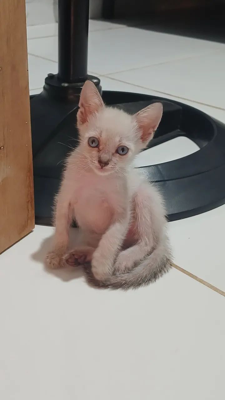 Gatinha para adoção  - Foto 2