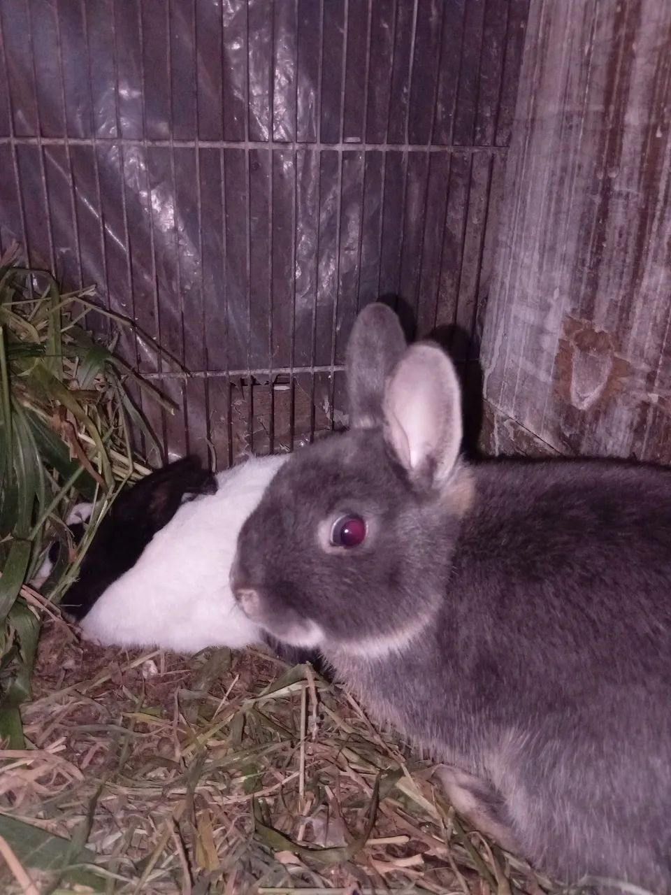 Bioterios e coelhos - Foto 2
