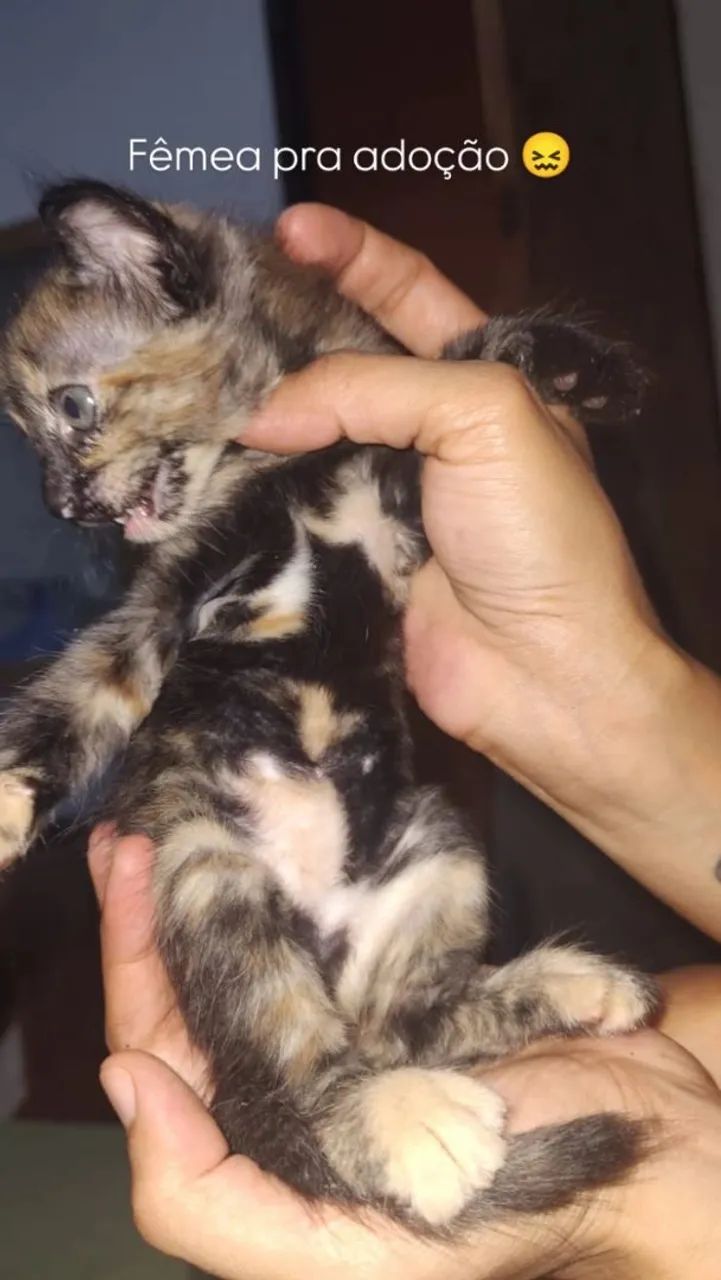 Gata filhote 