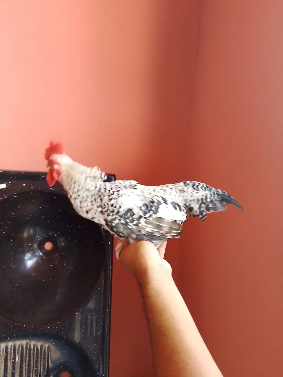 Frango de galinha chinesa  - Foto 3