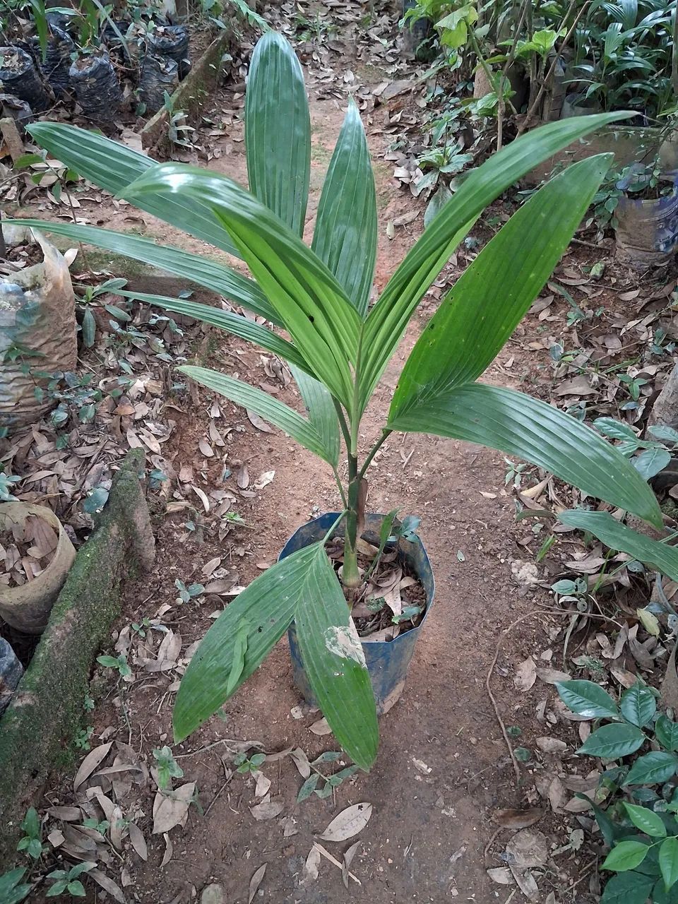 Vendo mudas de palmeira areca trianda. - Foto 5