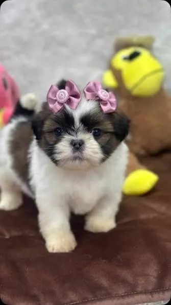 Shihtzu filhotes 