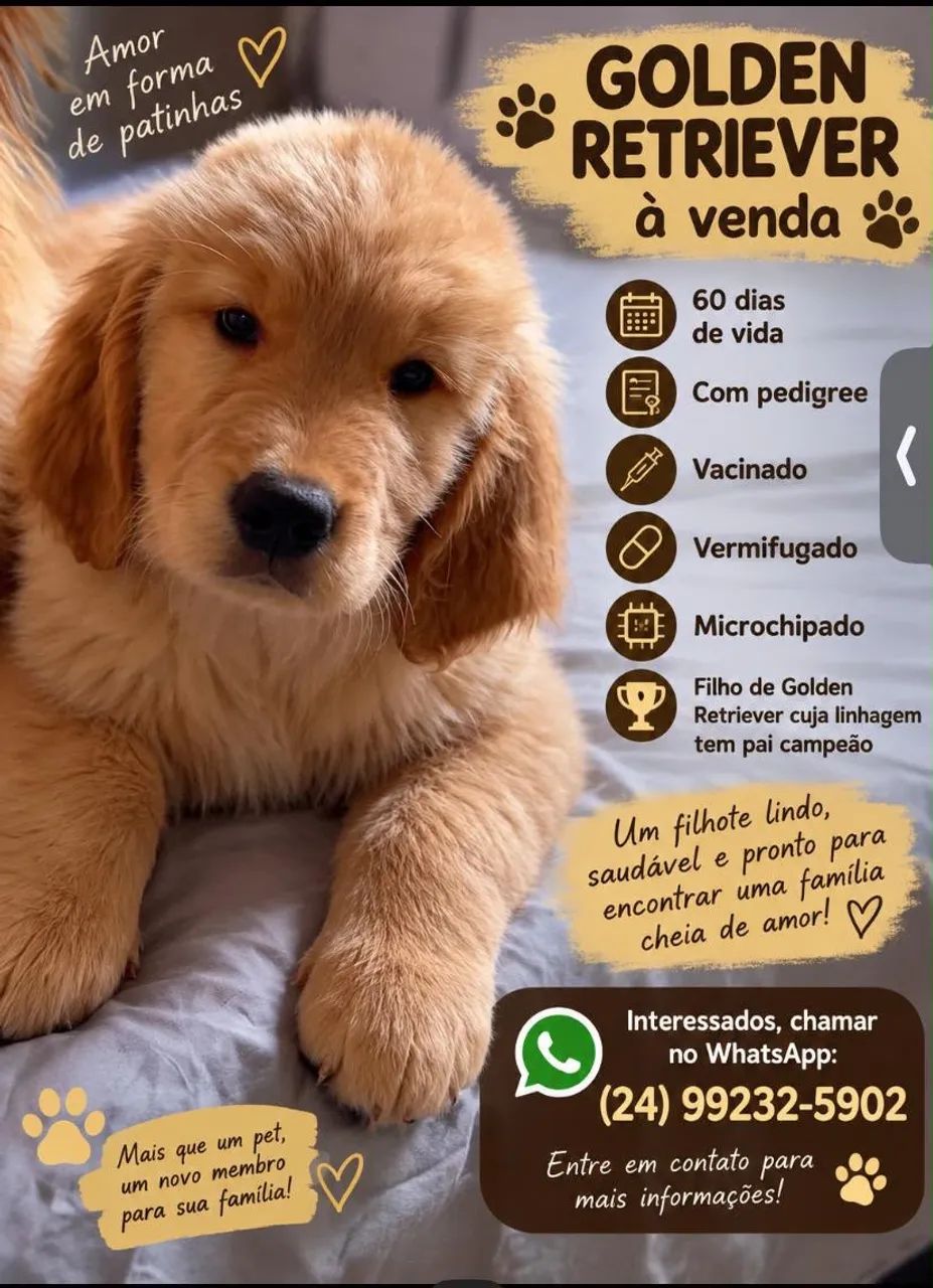 GOLDEN RETRIEVER CBKC 