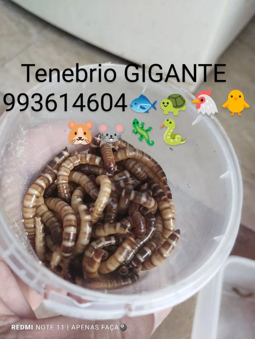 TenebriO  ocidental 