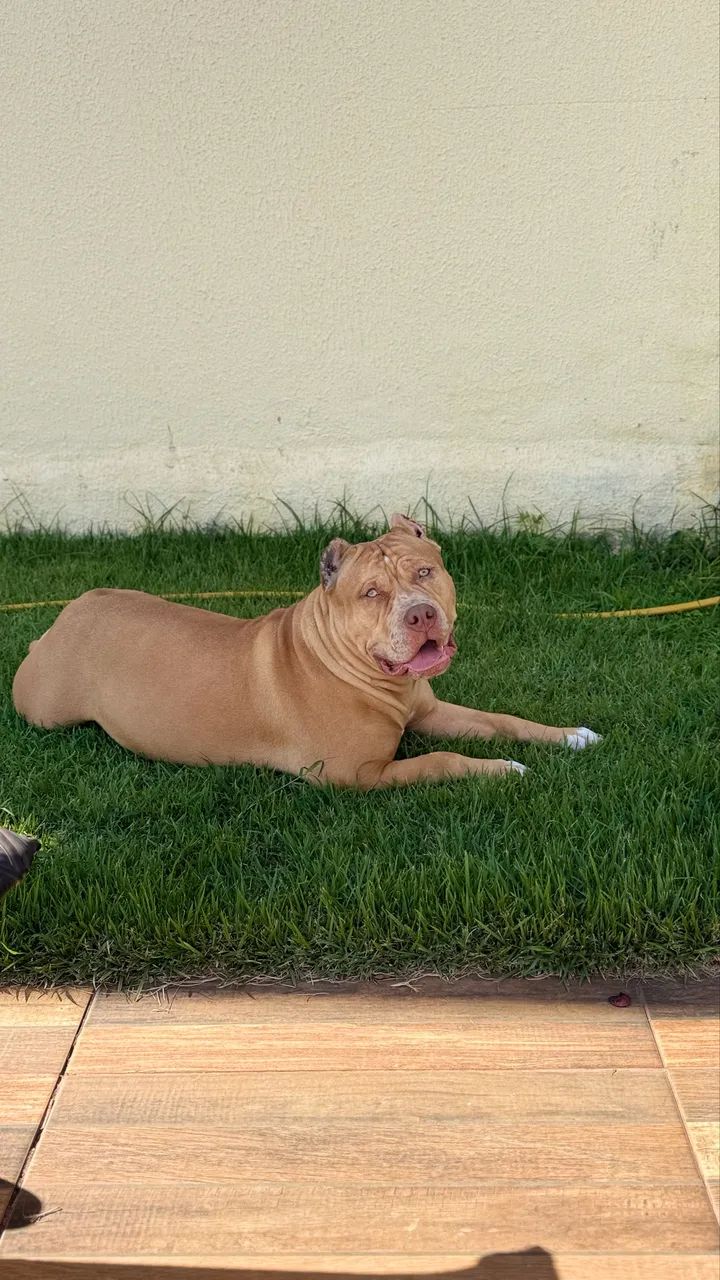 Pit Monster fêmea - dócil e sociável 10 meses  - Foto 4