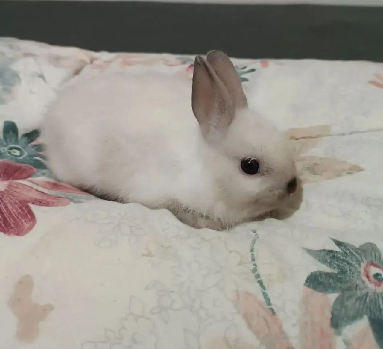Netherland Dwarf Rabbit Kits65675282292097121