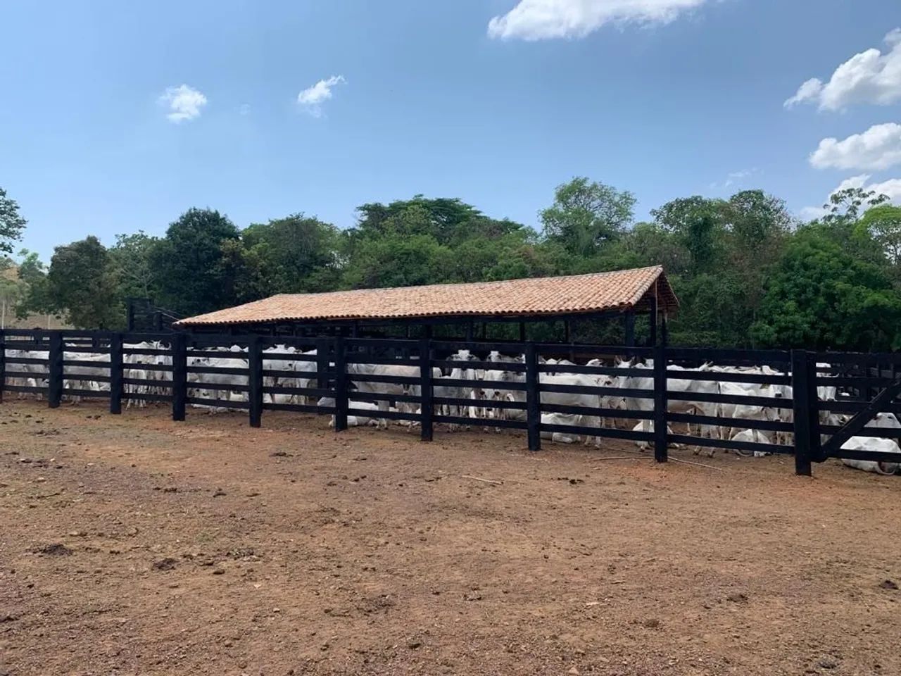 Fazenda em Plano Diretor Norte - Palmas