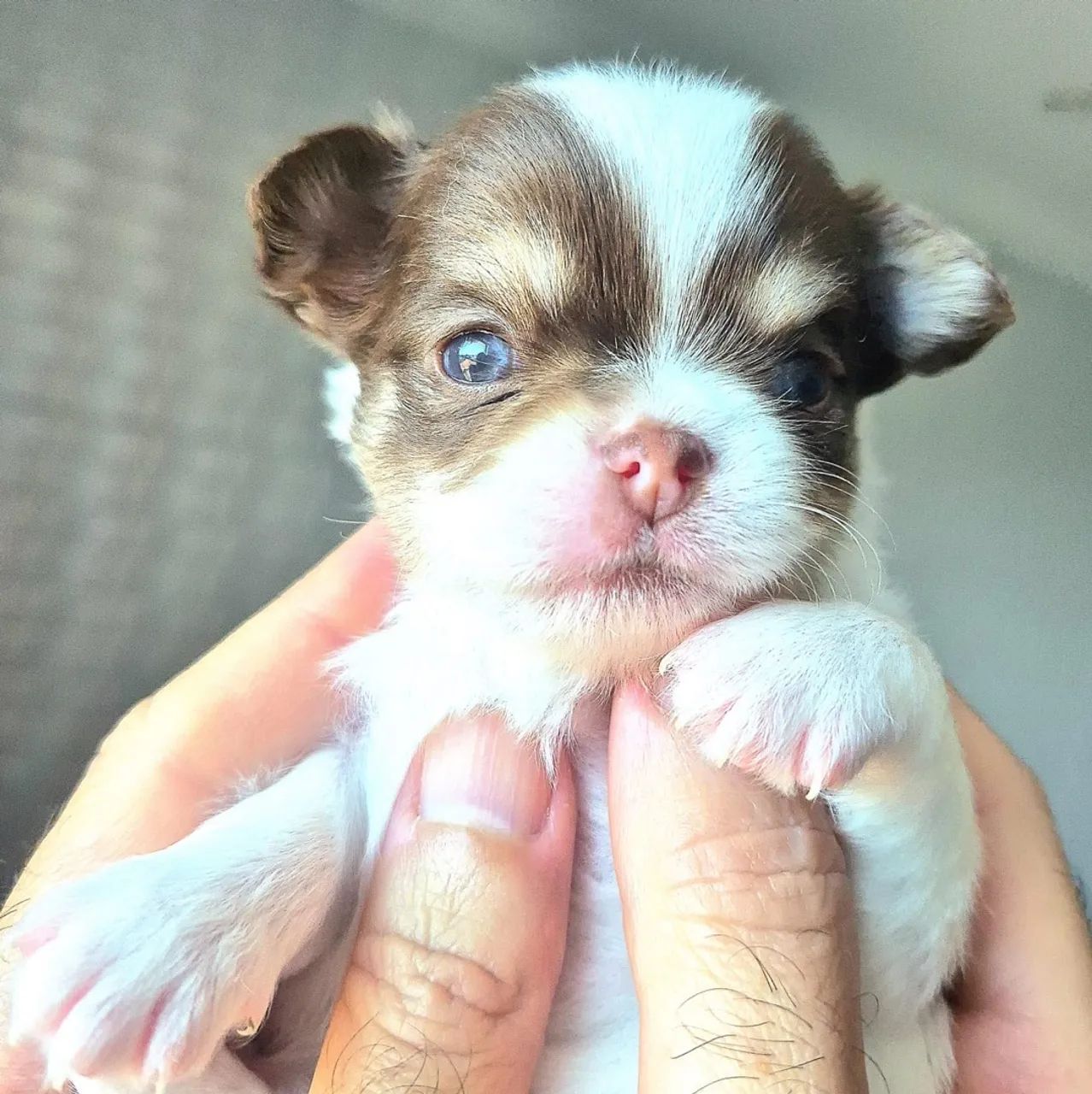 Chihuahuas pelo longo - Foto 3