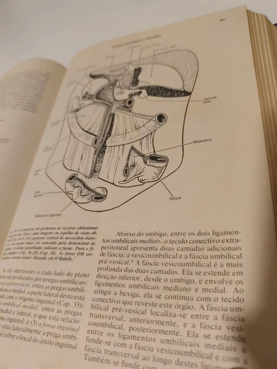 Anatomia Gardner Gray (completo) - Foto 4