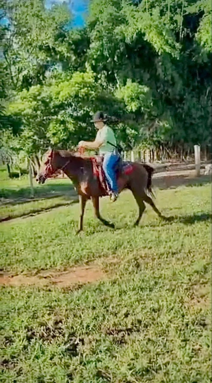 ÉGUA MACHADEIRA - Foto 3