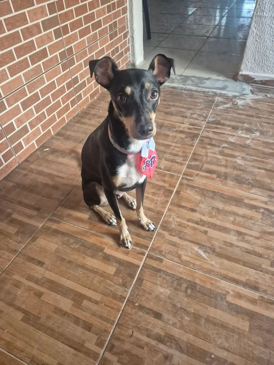 Doação de pet lindo! Zeca ? - Foto 5