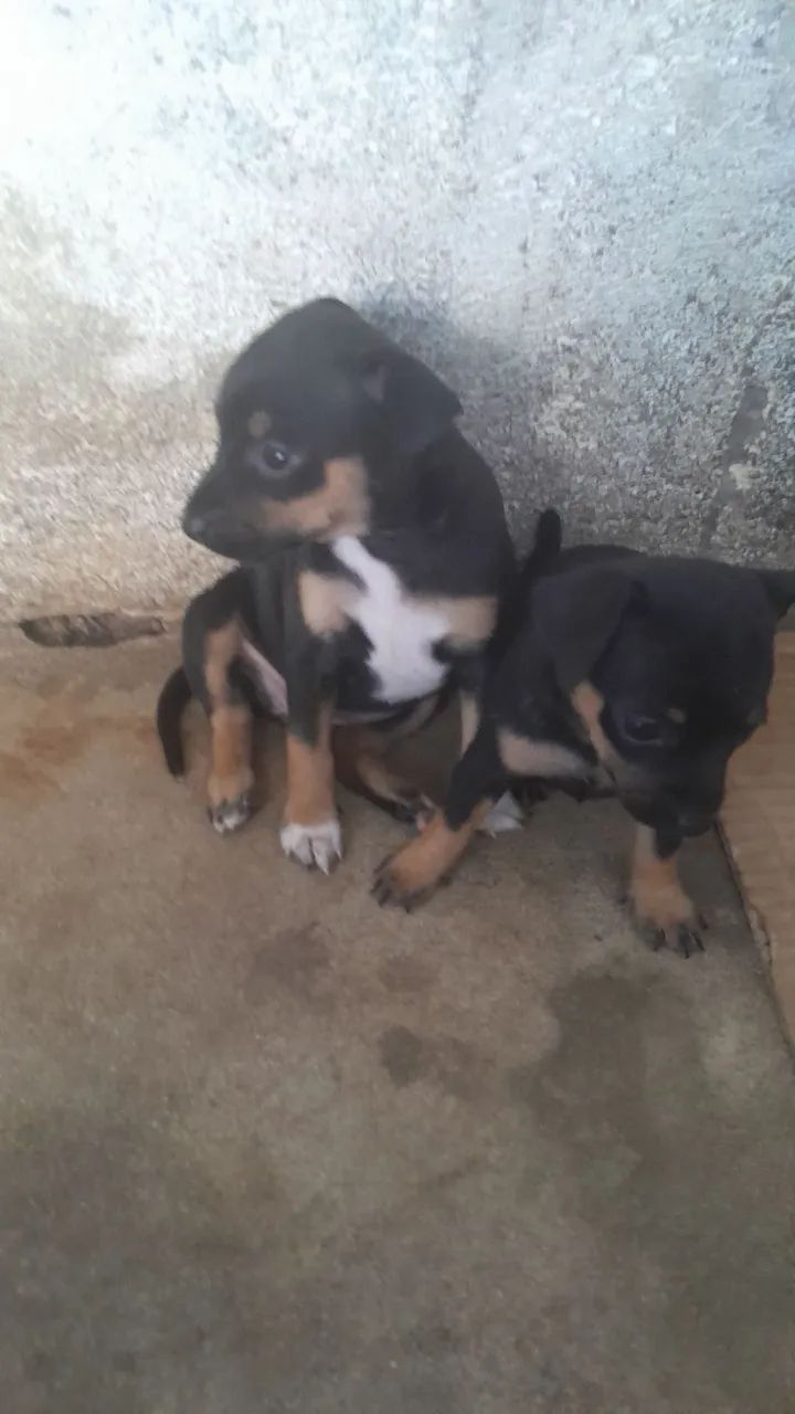 Cachorro pinscher 