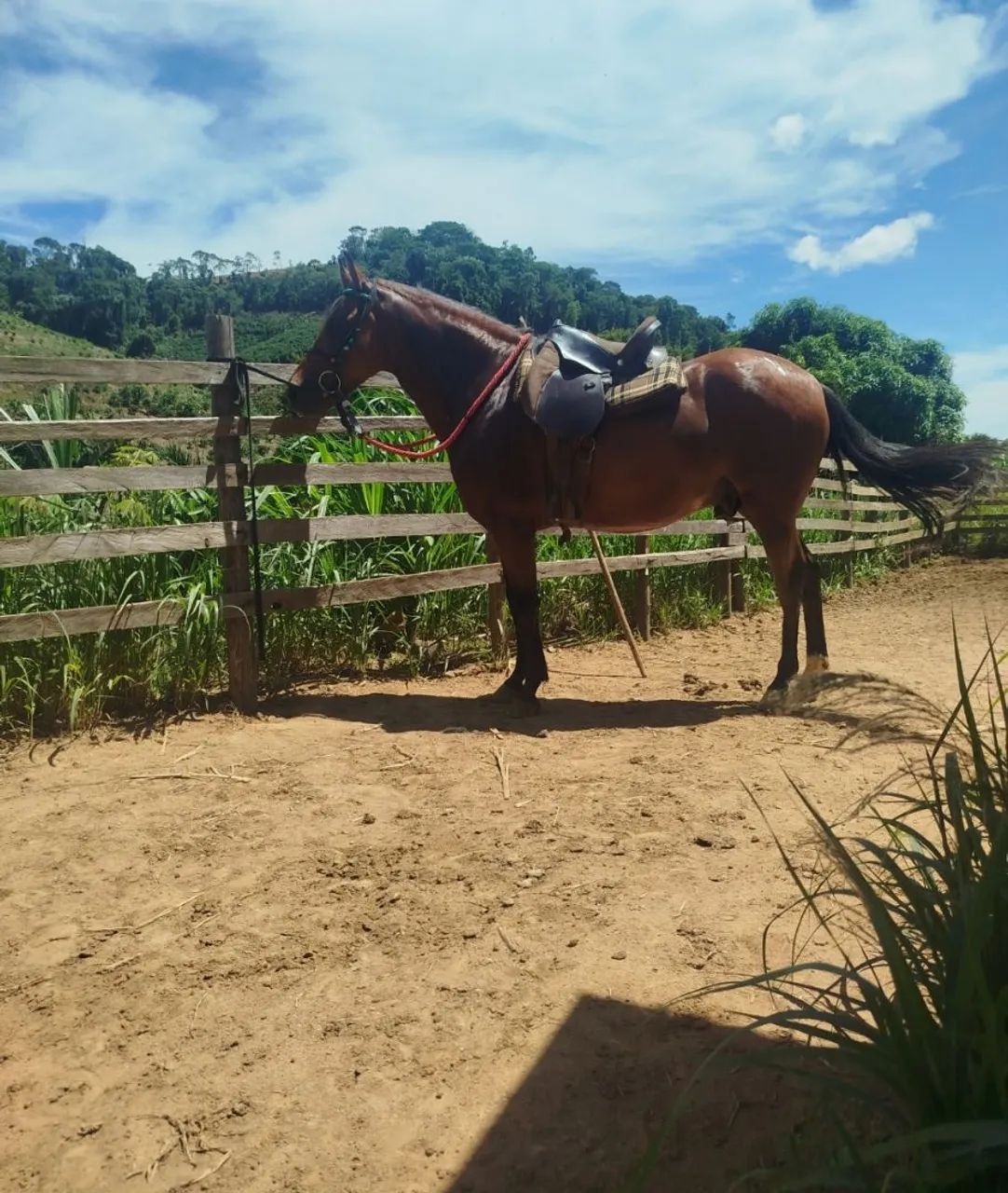 Cavalo - Foto 4