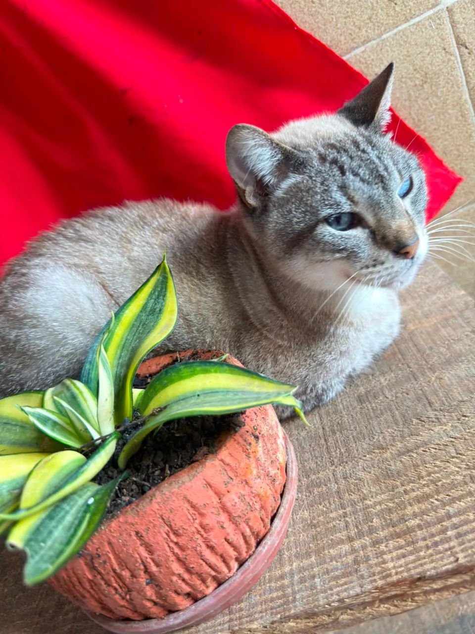 Gata Castrada  - Foto 4