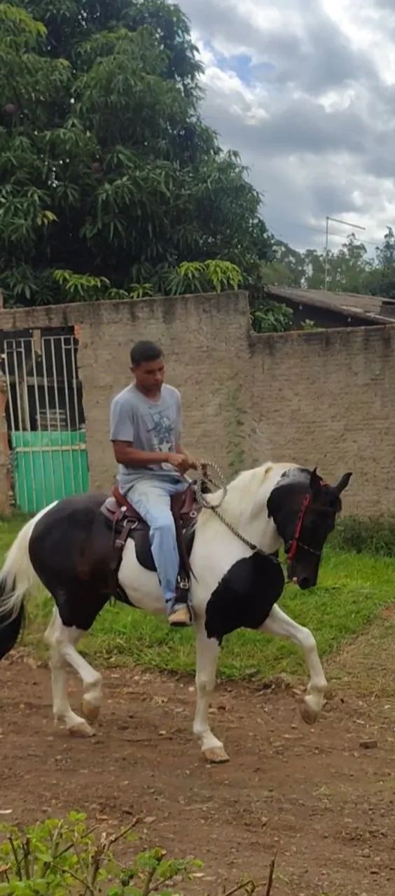 Cavalo Mangalarga Marchador