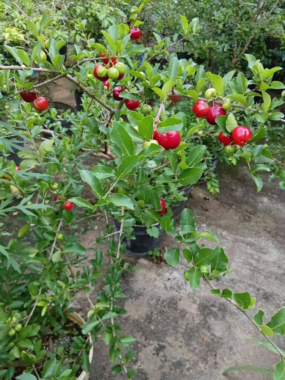 Mudas  de acerola  - Foto 2