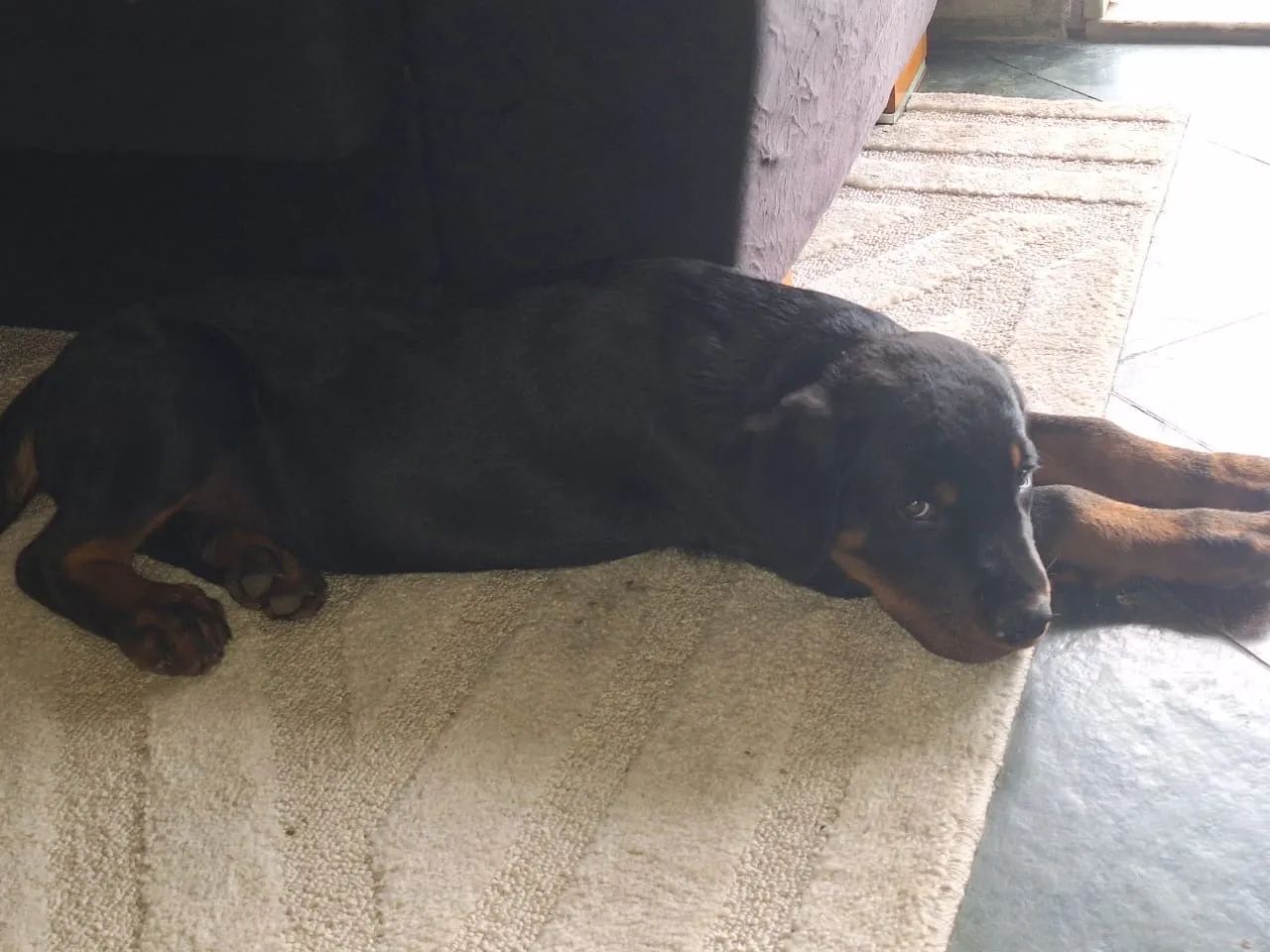  Cachorro  - Foto 3