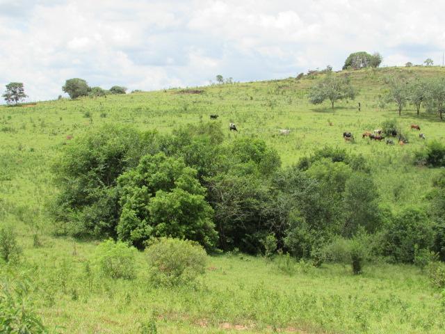 Fazenda para Venda em Alfenas, Rural - Foto 4