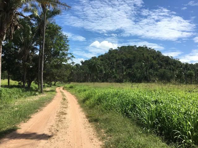 Fazenda com 980 hectares no município de Palmeirais-PI, 95 km de Teresina - Foto 16