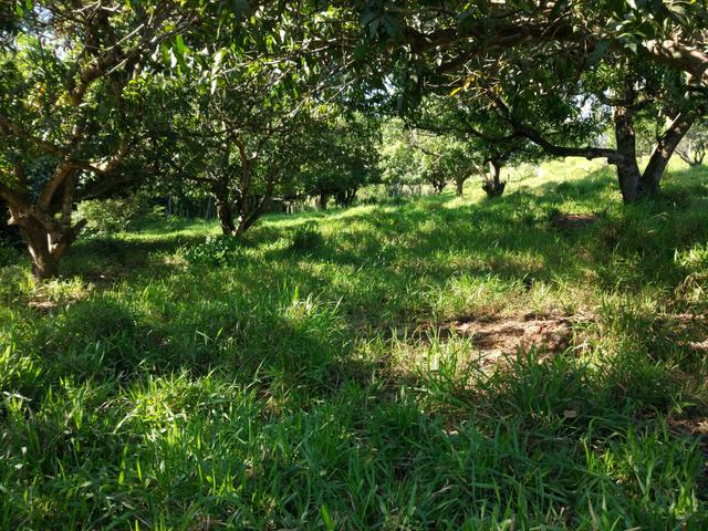 Chácara - Foto 3