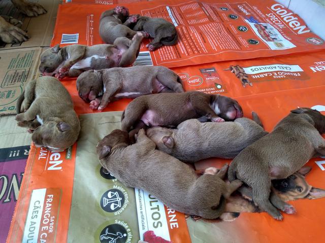 Filhotes de Pit Bull - Foto 4