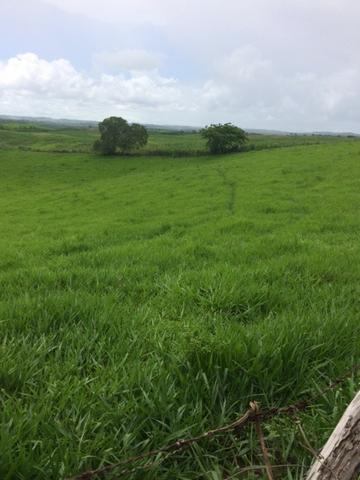 Fazenda-Granja-Sítio com 21 Hectares em Aliança - Foto 11