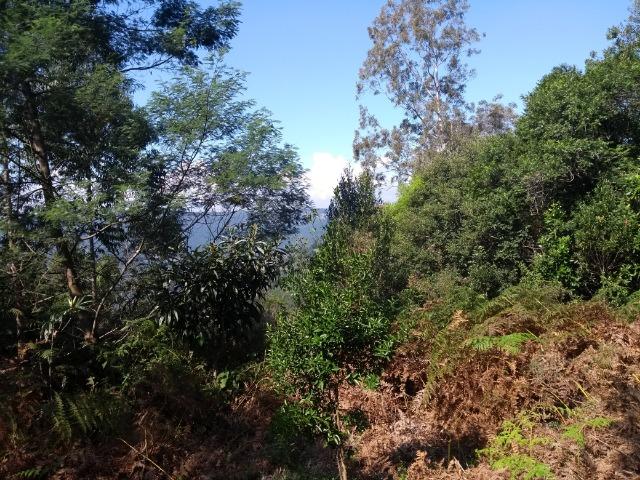 Chácara 3,0 Ha Terceira Légua - Foto 7