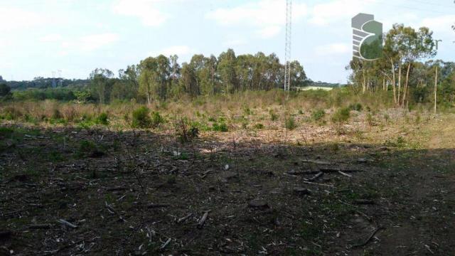 Chácara no campo largo da roseira, são josé dos pinhais - ar0020. - Foto 4
