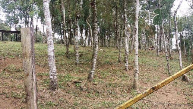 Chácara na colônia murici (são josé dos pinhais) - distrito. - Foto 13