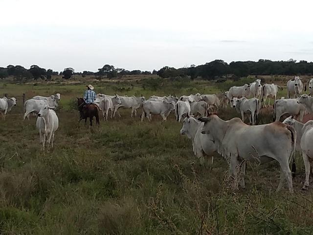 Excelente Fazenda de 1.955,79 Hectares em Formosa-GO - Foto 6
