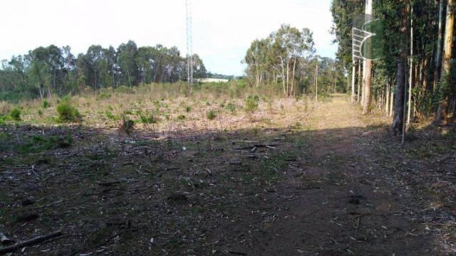 Chácara no campo largo da roseira, são josé dos pinhais - ar0020. - Foto 6