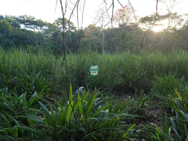 Itajuípe. Fazenda Zona Rural - Foto 13