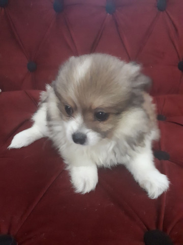 FOFURA! Filhote de Spitz alemão anão macho. Aceito cartão e parcelo. Pedigree opcional