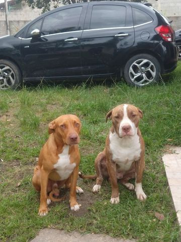 Alguma namorada pro Thor aí ??? Pitbull Red house puro