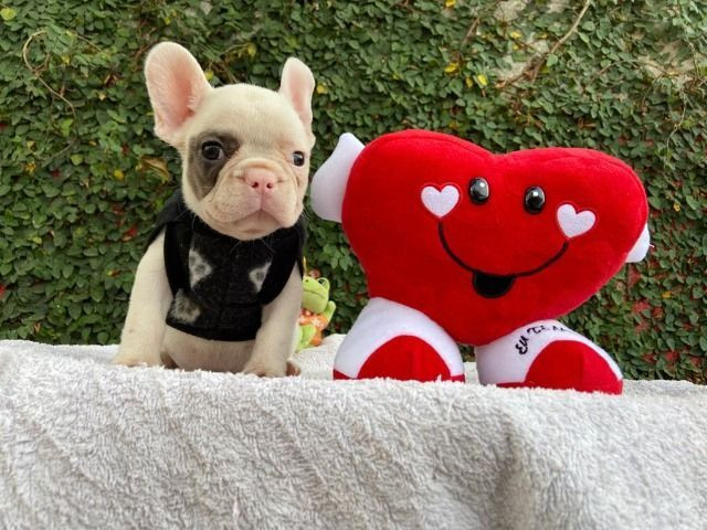 Bulldog frances branco e fulvo macho
