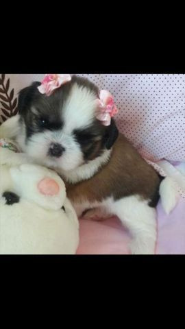 Shihtzu porte pequeno