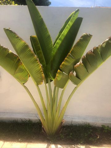 Muda de Palmeira Ravenala