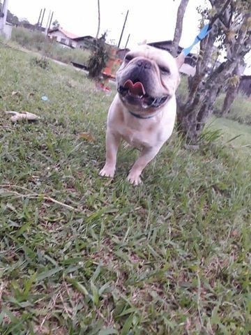 Bulldog Francês (Procura namorada para cobertura) - Foto 4