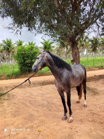 Cavalo manga larga Machador 