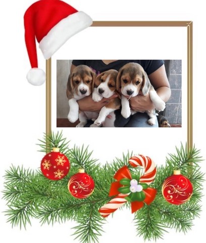 Beagle - adquira seu novo companheiro para este Natal