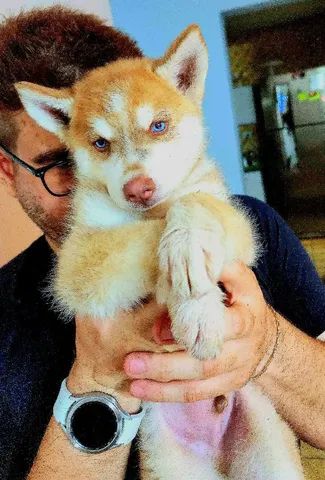 Filhotes de Husky Siberiano wooly. Promoção única. - Foto 3