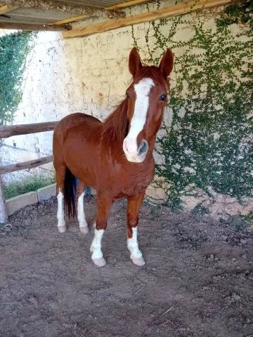 Cavalo marchador 